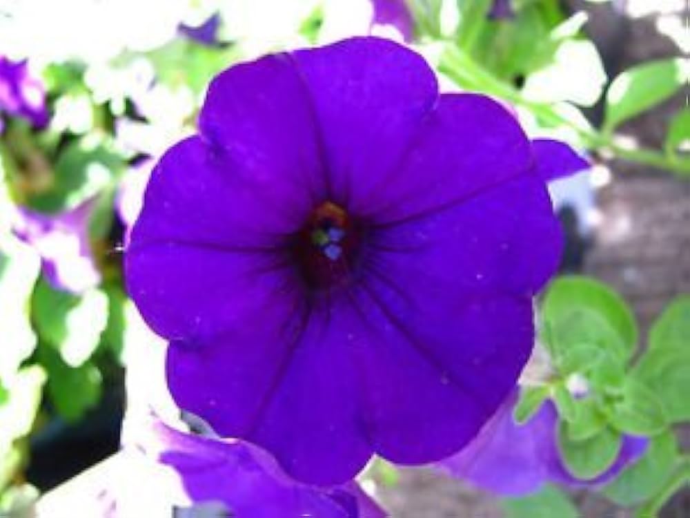 Petunia (flower Petunia hybrida Easy Wave Violet pelleted) for planting in garden